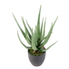 Aloe artificiel