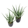 Aloe artificiel – Image 2