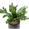 Asplenium daucifolium artificiel 50 cm – Image 2