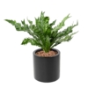 Asplenium daucifolium artificiel 50 cm – Image 3
