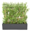 Haie artificielle d'eucalyptus - résistant aux UV – Image 2