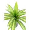 Dracaena large artificiel vert et blanc 55 cm – Image 3