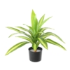 Dracaena large artificiel vert et blanc 55 cm – Image 4