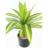 Dracaena large artificiel vert et blanc 55 cm – Image 5