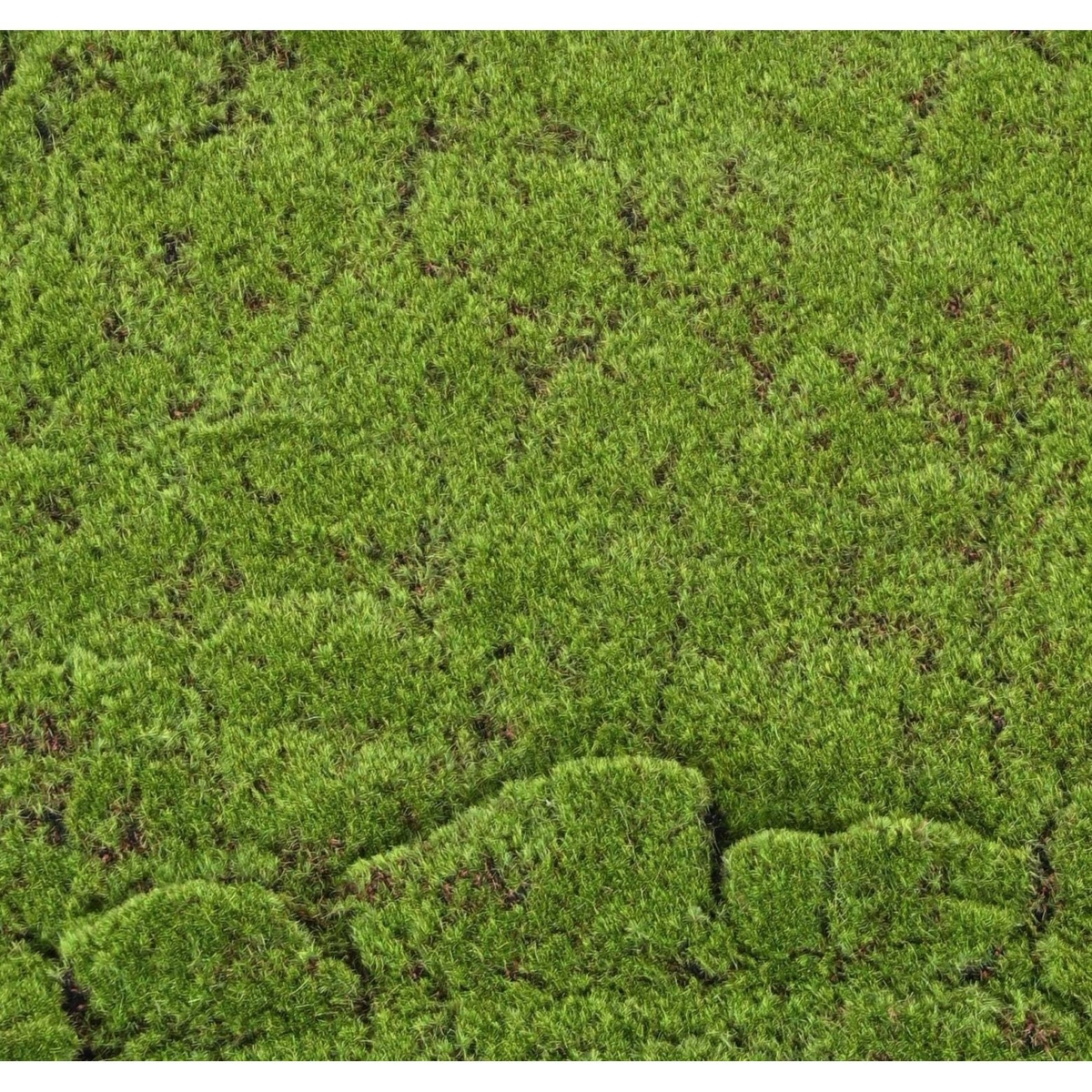 Mousse des bois artificiel 2 cm – Image 2