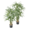 Papyrus alternifolius baies artificiel – Image 2