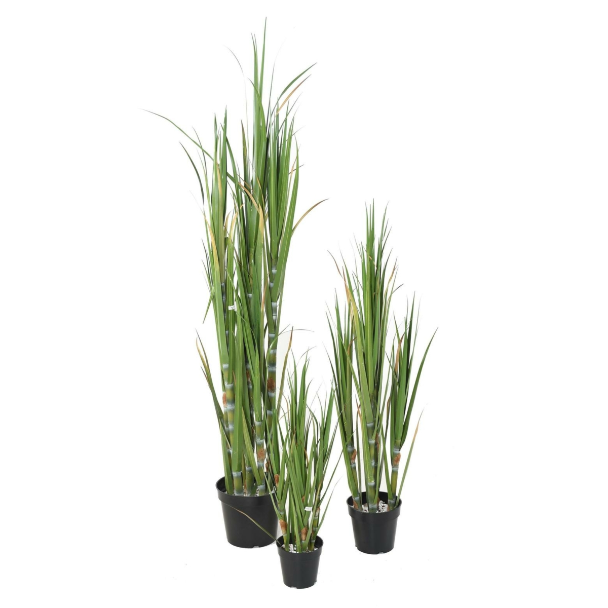 Canne à sucre artificiel – Image 2