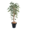 Ficus artificiel vert et crème – Image 2