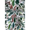 Ficus artificiel vert et crème – Image 3