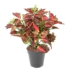 Coleus dentelle artificiel 37 cm – Image 2