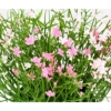 Marguerite mini pot artificiel rose 20 cm - résistant aux UV – Image 2