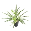 Chlorophytum artificiel 60 cm