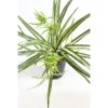 Chlorophytum artificiel 60 cm – Image 2