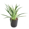 Dracaena artificiel vert et blanc 40 cm