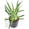 Dracaena artificiel vert et blanc 40 cm – Image 2