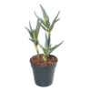 Aloe artificiel 35 cm – Image 2