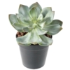 Succulente artificiel 12 cm – Image 2