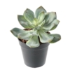Succulente artificiel 12 cm – Image 3