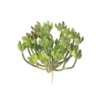 Succulente artificiel 13 cm