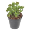 Succulente artificiel 13 cm – Image 2