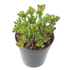 Succulente artificiel 13 cm – Image 3