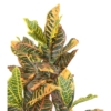 Croton artificiel 100 cm – Image 2