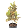 Croton artificiel 100 cm – Image 3