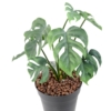 Philodendron artificiel 35 cm – Image 3