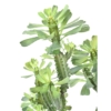 Euphorbe lactee artificiel – Image 3