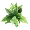 Hosta artificiel 60 cm – Image 4