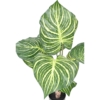 Aphelandra large pot artificiel 70 cm – Image 3