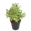 Sauge artificiel 28 cm - résistant aux UV