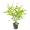 Cassia piquet artificiel 75 cm