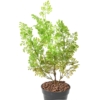 Buxus piquet artificiel vert 50 cm – Image 2