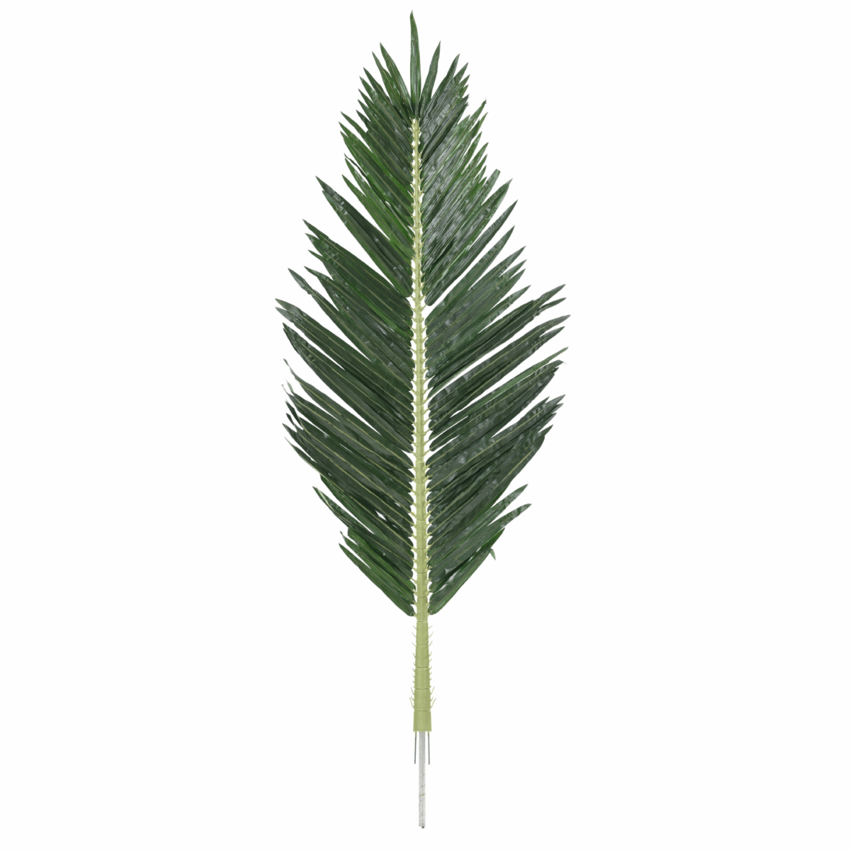 Feuille de palmier royal – Image 2