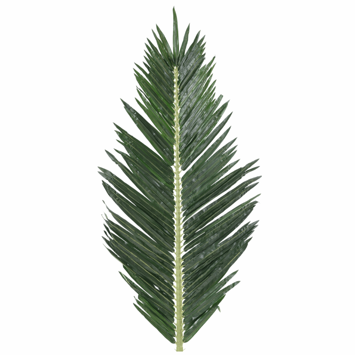 Feuille de palmier royal – Image 3