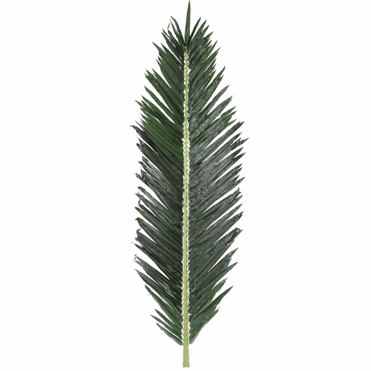 Feuille de palmier royal – Image 4